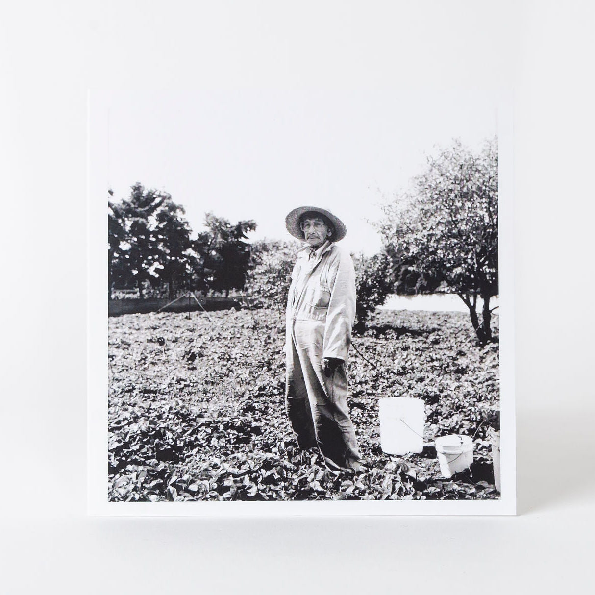 Thelma Pepper 5x5 Evangeline's Mother