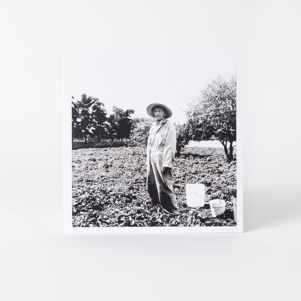Thelma Pepper 5x5 Evangeline's Mother
