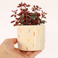 Small Ceramic Planter - Confetti