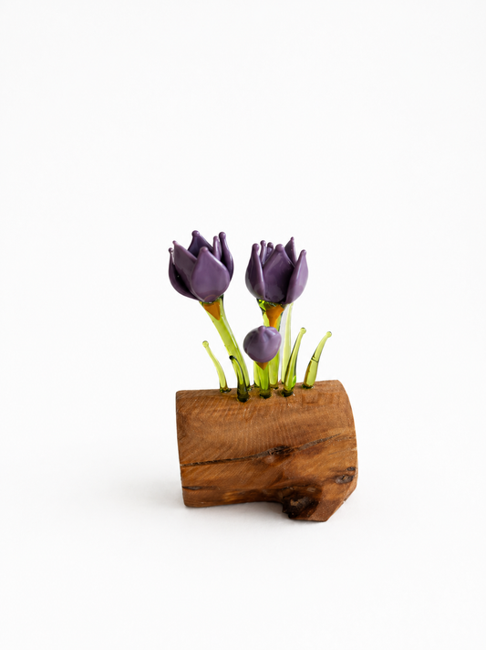 Double Crocus purple