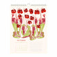 Flowers of Canada 2027 Botanical Wall Calendar